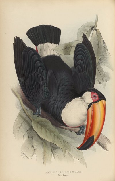 Ramphastos toco von Edward Lear